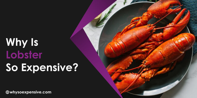 Why is Lobster So Expensive? Why is Lobster So Expensive