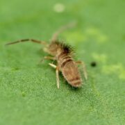 Pests