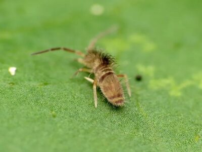 Pests