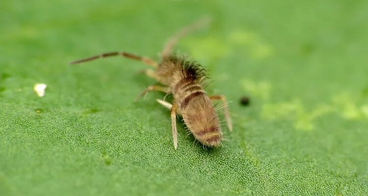What Are the Most Common Nashville Pests That Appear in Spring? Pests